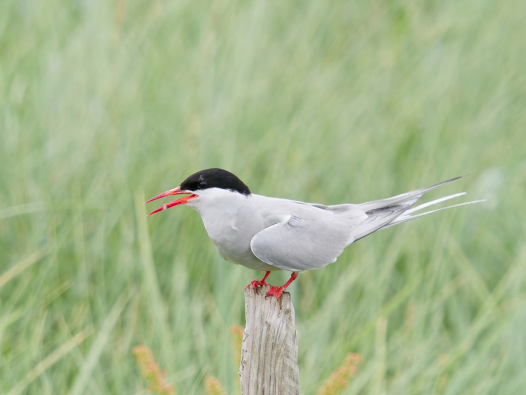 Arctic Tern